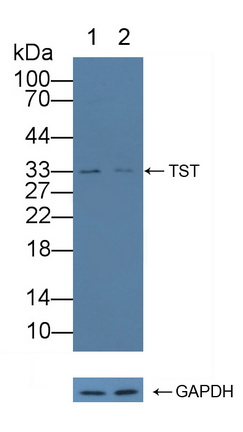 硫代硫酸盐转硫酶(TST)多克隆抗体