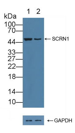 分离蛋白1(SCRN1)多克隆抗体