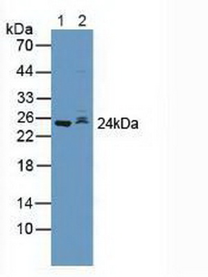 S-期激酶关联蛋白2(SKP2)多克隆抗体
