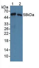 互生蛋白β1(SNTb1)多克隆抗体
