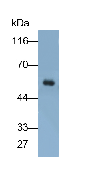 精子粘附分子1(SPAM1)多克隆抗體