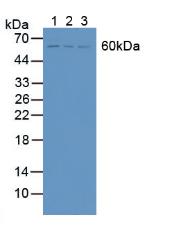 信号转导衔接分子2(STAM2)多克隆抗体