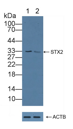 突觸融合蛋白2(STX2)多克隆抗體