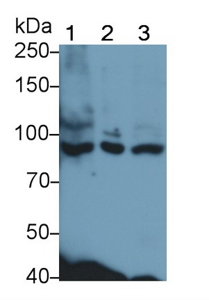 分揀蛋白1(SORT1)多克隆抗體