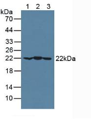 晶狀體蛋白αB(CRYaB)多克隆抗體