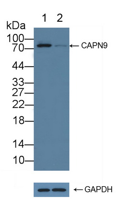 钙蛋白酶9(CAPN9)多克隆抗体
