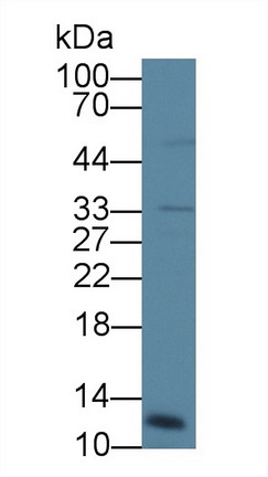 組織蛋白酶C(CTSC)多克隆抗體