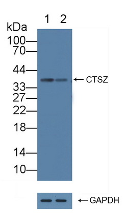 组织蛋白酶Z(CTSZ)多克隆抗体