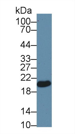 谷胱甘肽過氧化酶4(GPX4)多克隆抗體