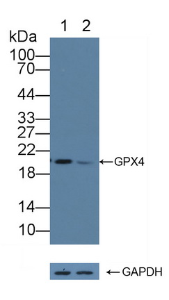 谷胱甘肽過氧化酶4(GPX4)多克隆抗體