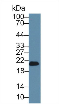 谷胱甘肽過氧化酶4(GPX4)多克隆抗體