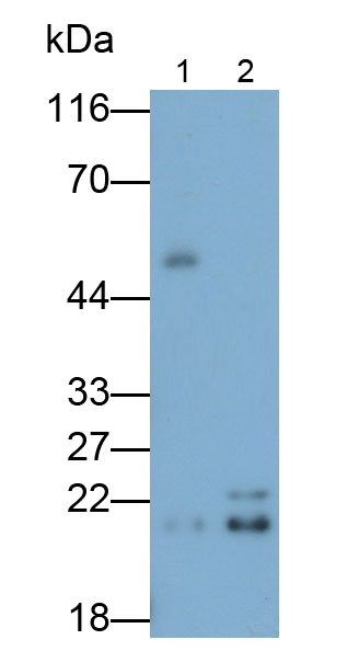 谷胱甘肽過氧化酶4(GPX4)多克隆抗體