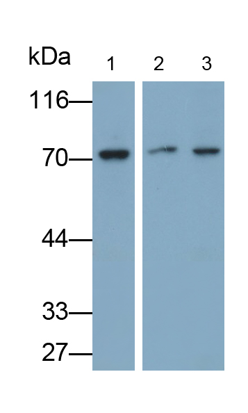 賴氨酸t(yī)RNA合成酶(KARS)多克隆抗體