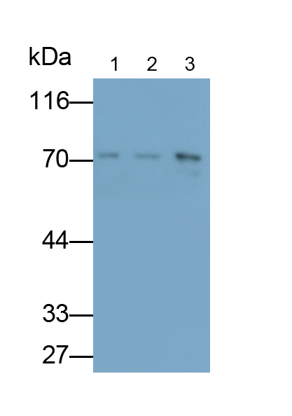 70kDa熱休克蛋白8(HSPA8)多克隆抗體