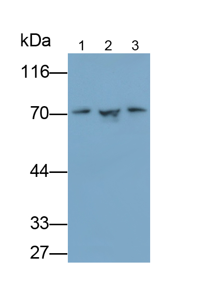 70kDa熱休克蛋白8(HSPA8)多克隆抗體