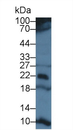 T-细胞表面糖蛋白CD3ε(CD3e)多克隆抗体