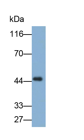 衰老關(guān)鍵蛋白5(FBLN5)多克隆抗體