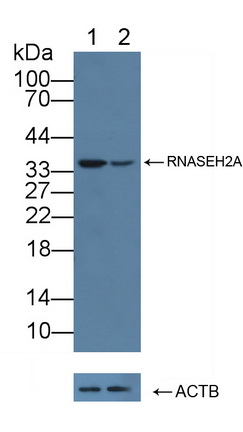 核糖核酸酶H2亚基A(RNASEH2A)多克隆抗体