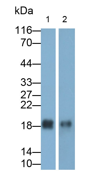 核糖核酸酶A2(RNASE2)多克隆抗体