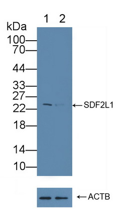 基质细胞衍生因子2样蛋白1(SDF2L1)多克隆抗体