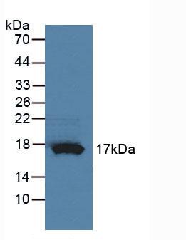 核糖核酸酶A4(RNASE4)多克隆抗體