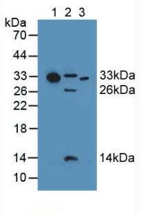 补体成分1q子成分A(C1qA)多克隆抗体