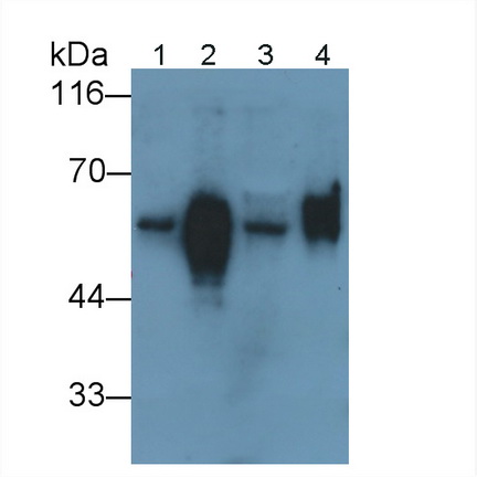 角蛋白6A(KRT6A)多克隆抗體