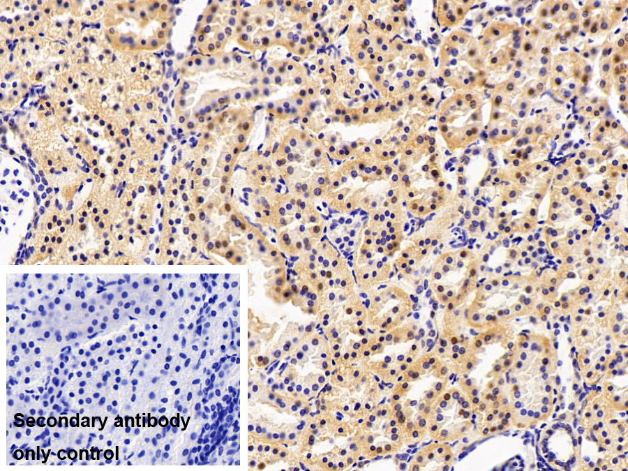 白三烯A4水解酶(LTA4H)多克隆抗體