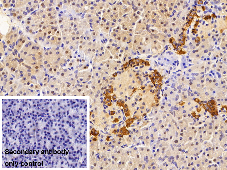 白三烯A4水解酶(LTA4H)多克隆抗體