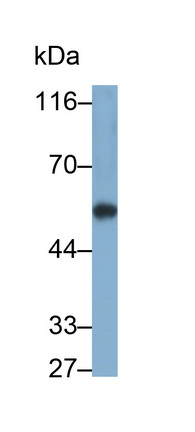 細(xì)胞色素P450家族成員1A1(CYP1A1)多克隆抗體