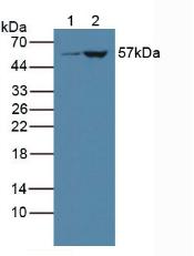 細(xì)胞色素P450家族成員3A4(CYP3A4)多克隆抗體