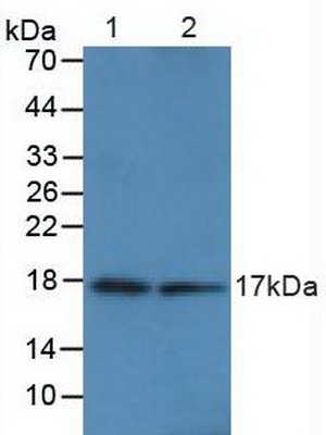 鈣調(diào)蛋白1(CALM1)多克隆抗體