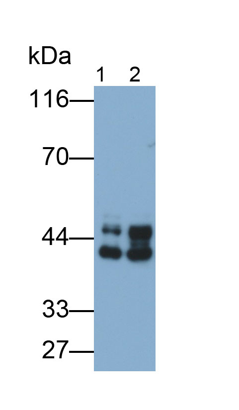 糖原合酶激酶3β(GSK3b)多克隆抗體