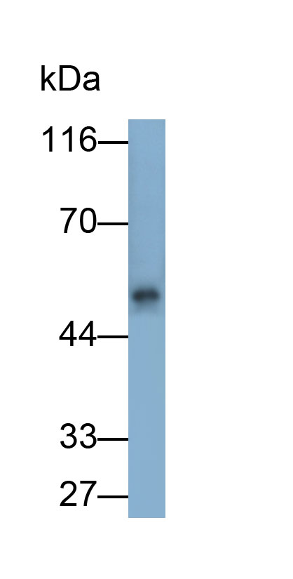 糖原合酶激酶3β(GSK3b)多克隆抗体