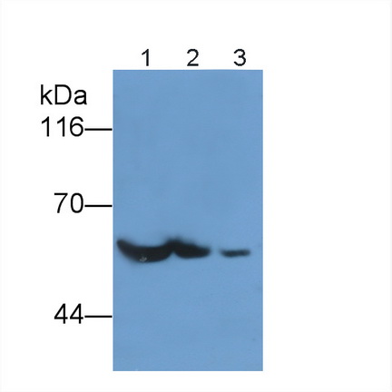鈣/鈣調蛋白依賴性蛋白激酶Ⅱα(CAMK2a)多克隆抗體
