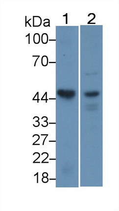酪蛋白激酶1δ(CSNK1d)多克隆抗體