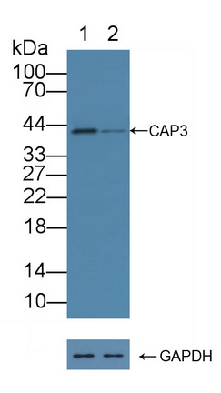 胞浆抗蛋白水解酶3(CAP3)多克隆抗体
