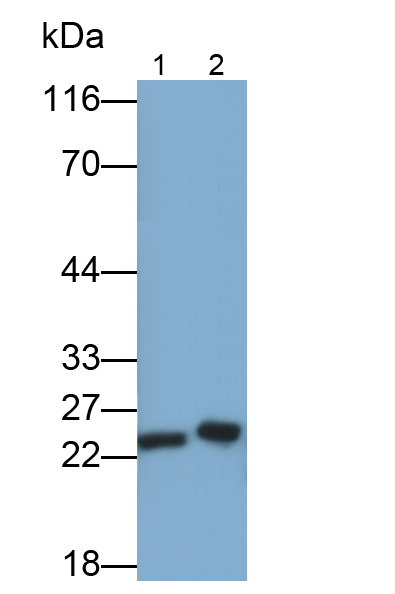 肌球蛋白輕鏈4(MYL4)多克隆抗體