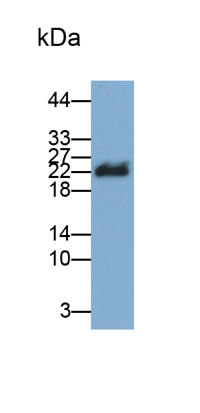 肌球蛋白輕鏈12B(MYL12B)多克隆抗體