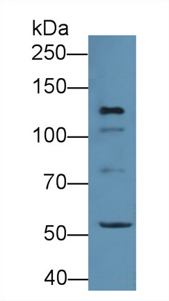 低氧诱导因子2α(HIF2a)多克隆抗体