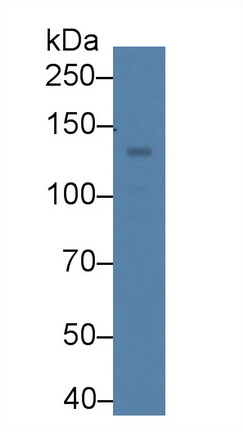 低氧诱导因子2α(HIF2a)多克隆抗体