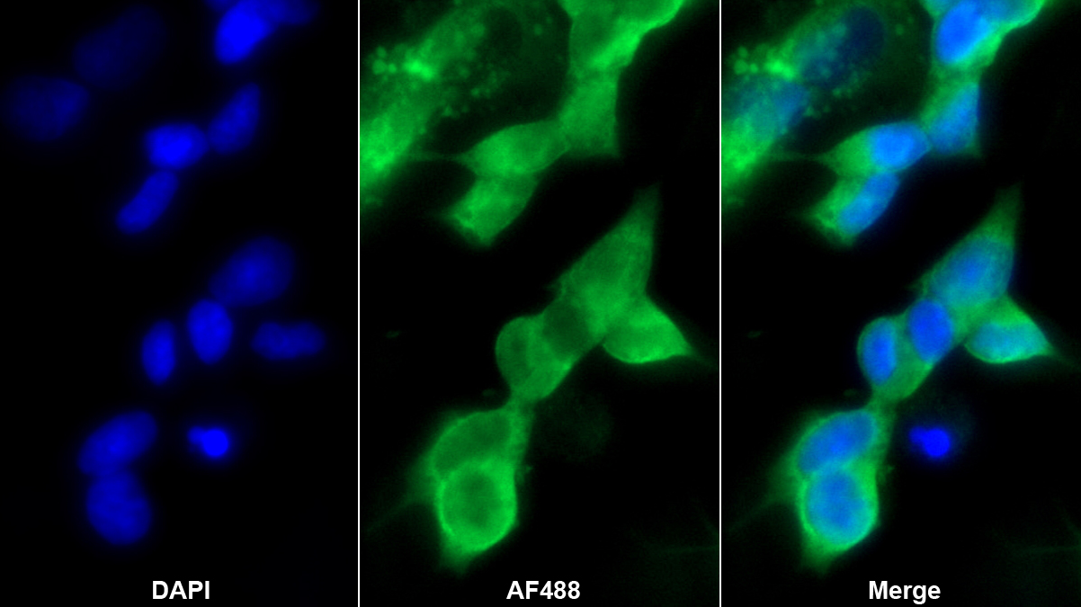 5-羥色胺受體2A(HTR2A)多克隆抗體