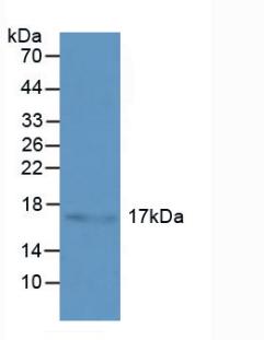 热休克蛋白β3(HSPb3)多克隆抗体