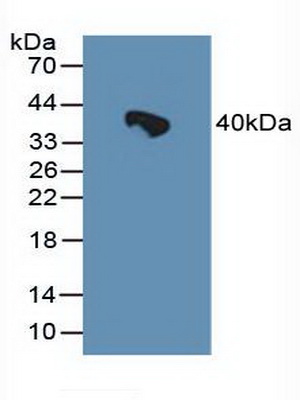 70kDa热休克蛋白结合蛋白1(HSPBP1)多克隆抗体
