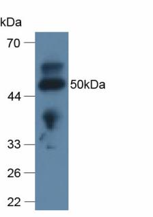 載脂蛋白L2(APOL2)多克隆抗體