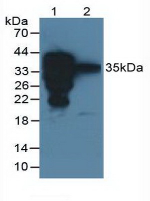 表面活性物质关联蛋白A2(SPA2)多克隆抗体