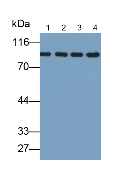 90kDa熱休克蛋白αB1(HSP90aB1)多克隆抗體