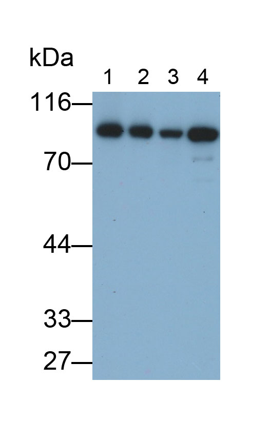 90kDa熱休克蛋白αB1(HSP90aB1)多克隆抗體