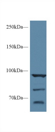 90kDa熱休克蛋白αA1(HSP90aA1)多克隆抗體