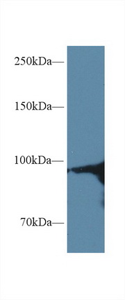 90kDa熱休克蛋白αA1(HSP90aA1)多克隆抗體